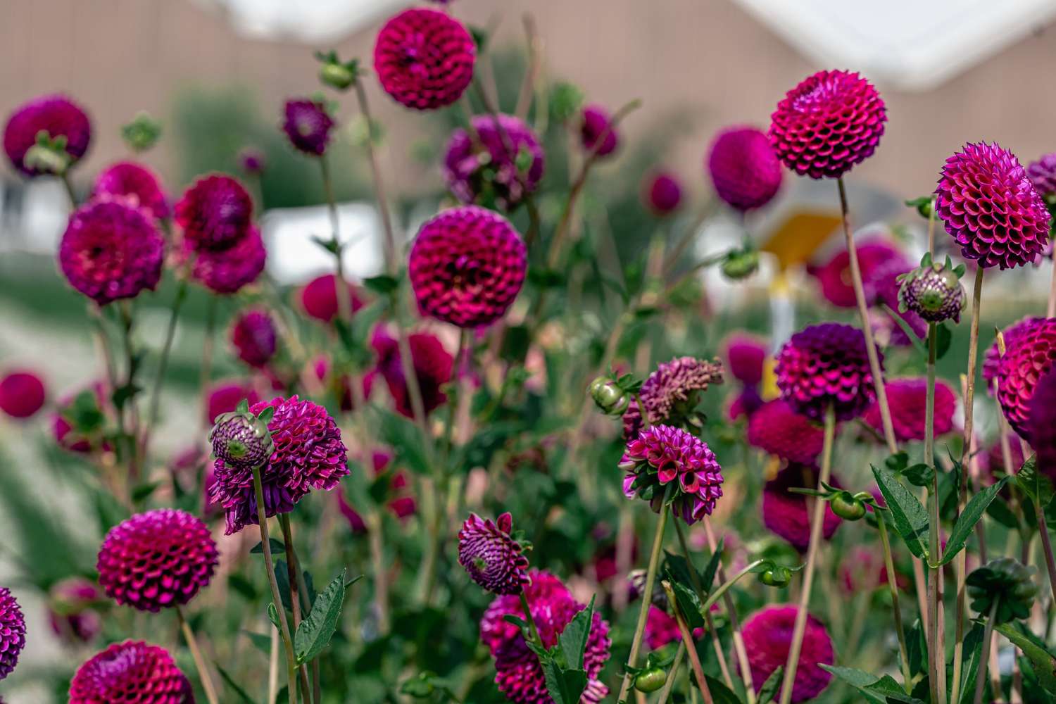 Dahlie 'Downham Royal'